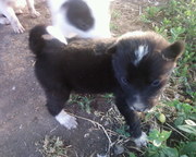 щенки русско-европейской лайки