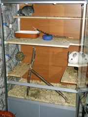 Клетки и террариумы для Ваших питомцев