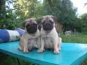 продам щенков шоу класса!
