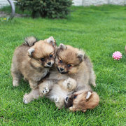 ЩЕНКИ ПОМЕРАНСКОГО ШПИЦА, БЕЗ ДОКУМЕНТОВ, ПРИВИТЫ, ПРОДАМ