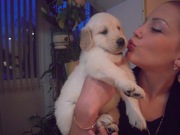 щенки золотистго ретривера