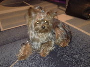 Пригдлагаем вязку с йорширским терьером