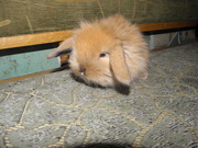 Декоративные кролики