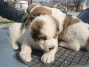 щенки среднеазиатской овчарки