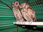 Продам сов сплюшек 