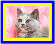 Британский котенок голубой с кремовым