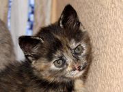 Британский котенок черепахового окраса