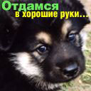 Ветеринарный врач 067--730-57-37