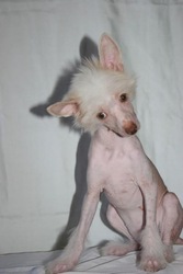 Щеночки китайской хохлатой