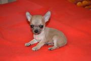 Элитные щеночки Чихуахуа шоу класса