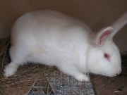  Кролики Белый паннон.