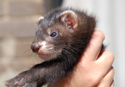 Продажа щенков декоративного хорька,  экзоты