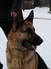 Продаются очень перспективные щенки немецкой овчарки c документами,  Кр