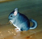 шиншилла пушистый друг твоей семи