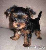 Продам шикарных щеночков йоркширского терьера.