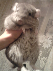 Недорого Очаровательные шиншиллы!!!1