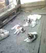 Щенки средне-азиатской овчарки (САО)