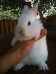 Декоративные крольчата