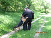 Дрессировка собак любых пород в Киеве.