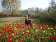                    Продам   луковицы   тюльпанов   ,     возможен обмен