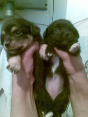 отдам щеночков в хорошие руки