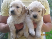 Щенки золотистого ретривера.