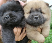 щенки чау-чау армянск