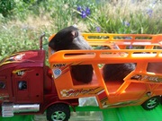 Сирийские хомячата 1 месяц .10 грн.Пушистые . ласковые ,  ручные. Выращ