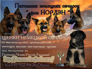 Щенки немецкой овчарки от высококлассных родителей