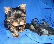 Продается щенок Йоркширского терьера