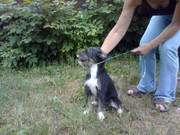 отдам в добрые руки очаровательную девочку