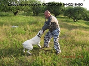 Дрессировка собак всех пород