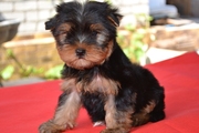 Элитные щеночки йоркширского терьера-шоу-класса!