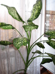 Диффенбахия