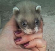 продам щенков фретки не дорого