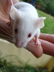 Белые мышки
