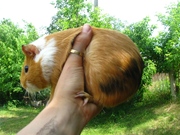 Короткошерстные Американские морские свинки