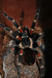 Продажа пауков-птицеедов по низким ценам