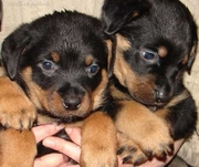 Продам щенков ротвейлера