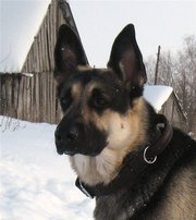 Щенки Восточно Европейской овчарки