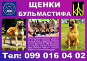 Бульмасиф (щенки чемпиона)