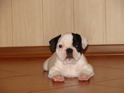 Щеночек французского бульдога