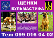 ПРОДАЖА Щенков бульмастифа