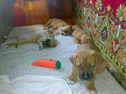 Щенки пит-бультерьера