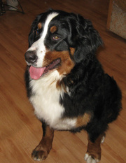 Элитные щенки бернского зенненхунда от титулованных родителей