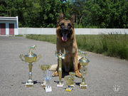 щенки немецкой овчарки