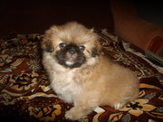 Продам щенков любимых пекинесов