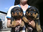 недорого продам щенков ротвейлера