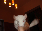 Продам шиншилл мальчиков бело-розовый и гетеробежевый