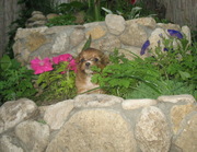 Продам щенков Чихуа-хуа